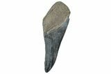 Partial Fossil Megalodon Tooth - South Carolina #320682-1